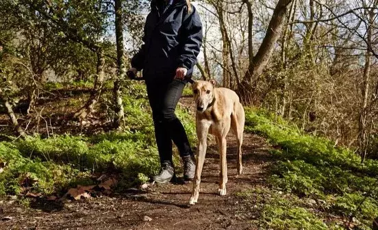 Search dog advice
